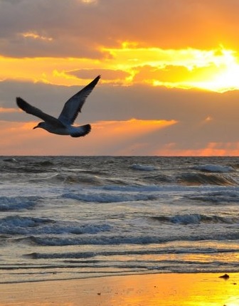 Una gaviota blanca volará
